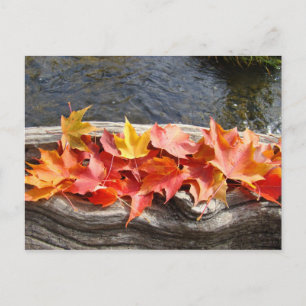 Autumn Leaves Postcard River water Driftwood Postkarte