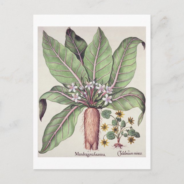 Autumn Mandrake aus der 'Hortus Eystettensis' von Postkarte (Vorderseite)