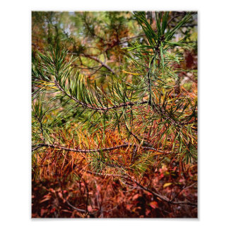 Autumn Pine Needles Fotodruck