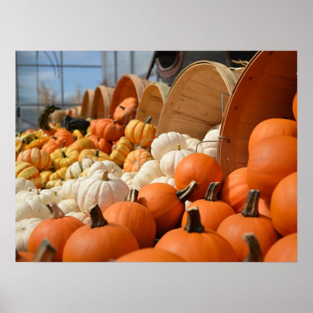Autumn Pumpkins Poster (Vorne)