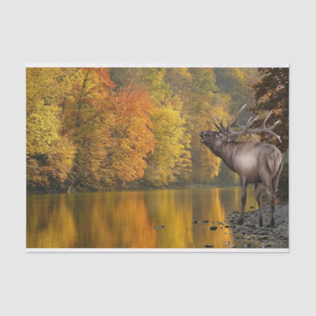 Autumn River Elk Seidenpapier (Vorderseite)