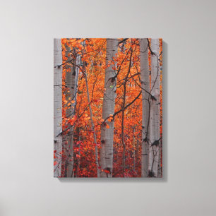 Autumn Splendor Leinwanddruck