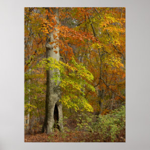 Autumn Splendor Poster