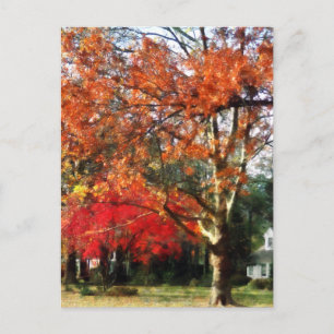 Autumn Sycamore Tree Postkarte