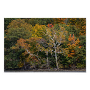 Autumn Sycamores Fotodruck