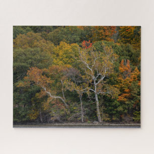 Autumn Sycamores Puzzle
