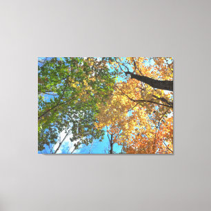 Autumn Treetops Lg Canvas Print Leinwanddruck