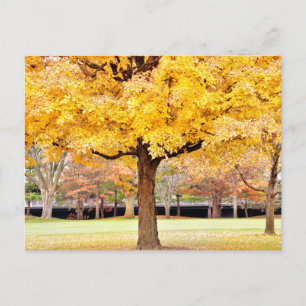 Autumn Vibes Postcard Postkarte
