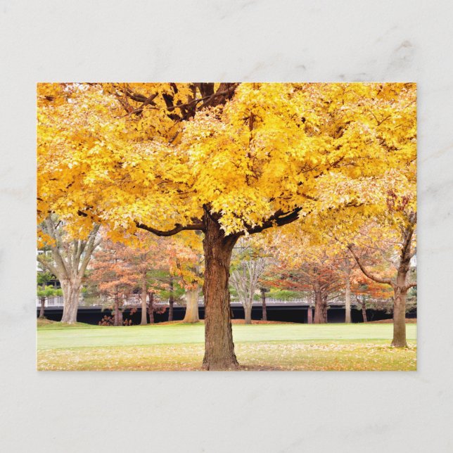 Autumn Vibes Postcard Postkarte (Vorderseite)