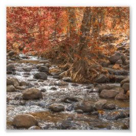 AUTUMN WALDFLUSS SEDONA ARIZONA FOTODRUCK