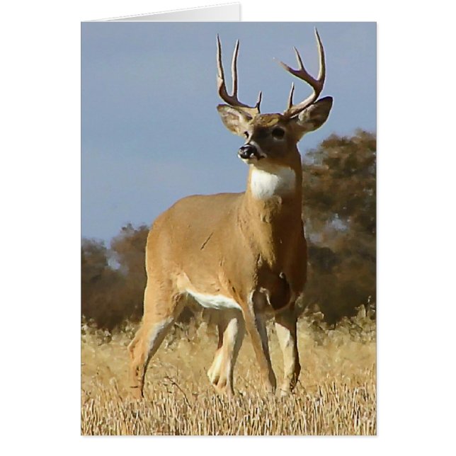Autumn Whitetail Buck (Vorne)
