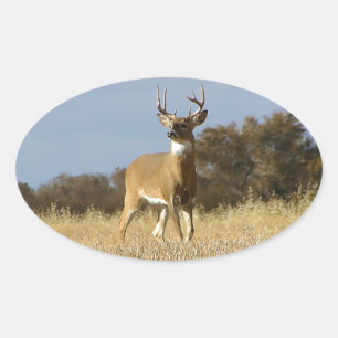 Autumn Whitetail Buck Ovaler Aufkleber