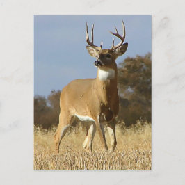 Autumn Whitetail Buck Postkarte