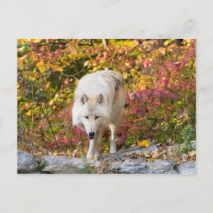 Autumn Wolf Postkarte