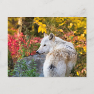 Autumn Wolf Postkarte