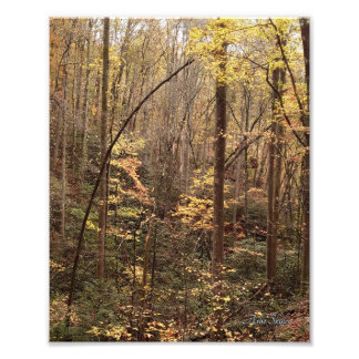 Autumn Woodland Fotodruck