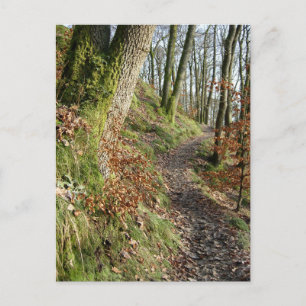 Autumn Woodland Walk: Cumbria Postkarte