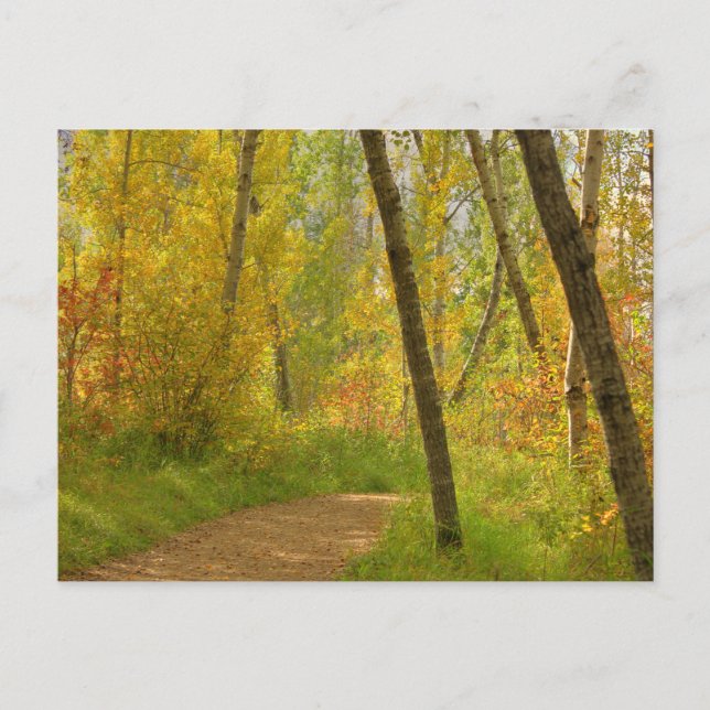 Autumn Woodlands Postkarte (Vorderseite)