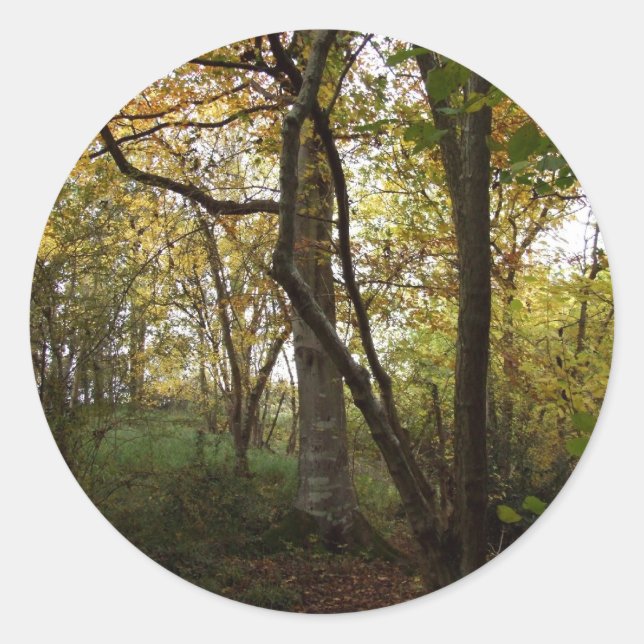 Autumn Woods Sticker (Vorderseite)