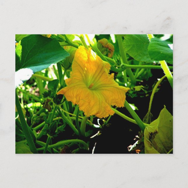 " Autumn Yellow Squash Blossom" Postkarte (Vorderseite)