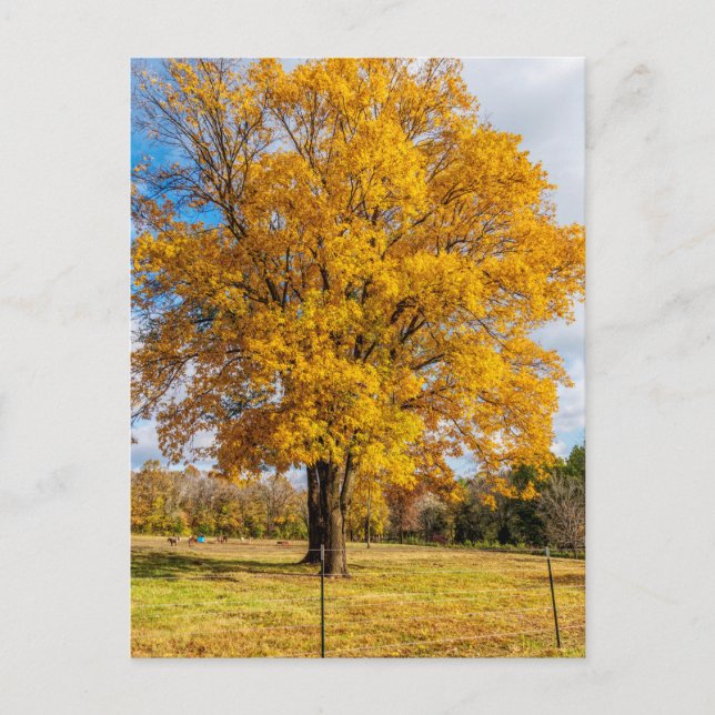 Autumn Yellow Sugar Maple Postcard Postkarte (Vorderseite)