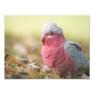 Autumnal Galah 12x16" Foto drucken