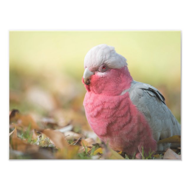 Autumnal Galah 12x16" Foto drucken (Vorne)