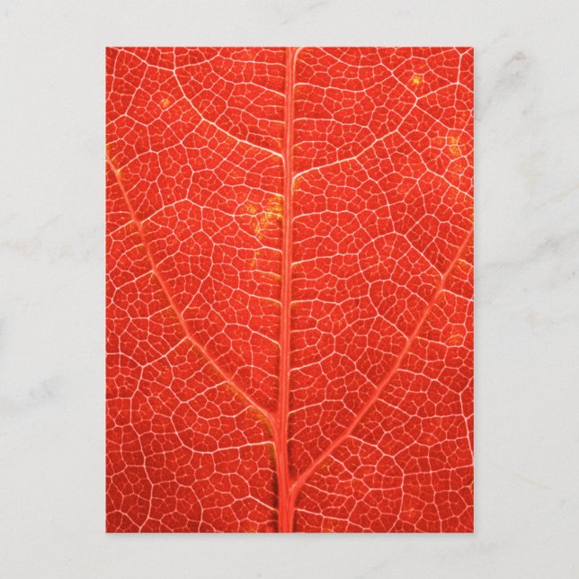 Autumnal Leaf Postkarte (Vorderseite)