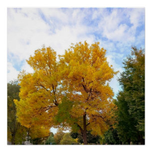 AUTUMNS MELLOW YELLOW-Poster Poster