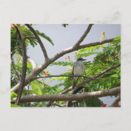 Ave En Cerrillos Postkarte