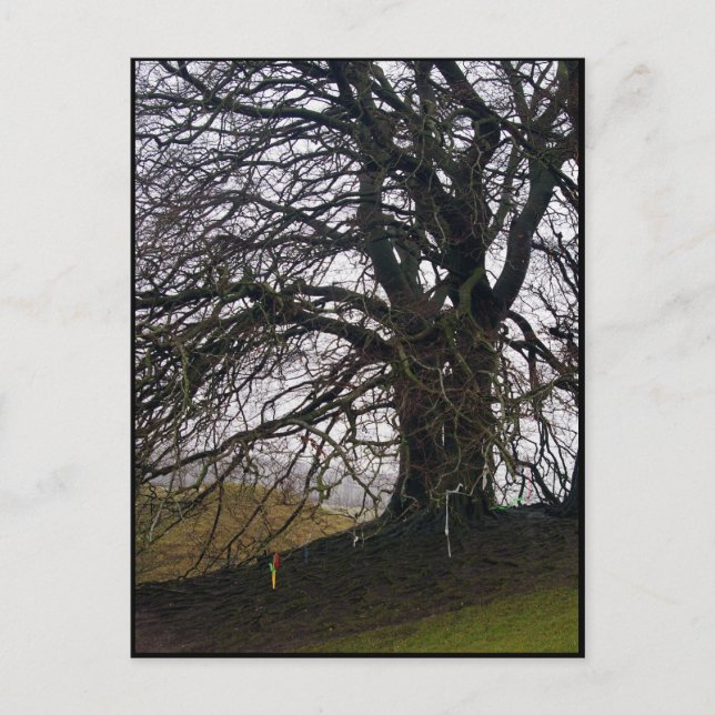 Avebury Beech Postkarte (Vorderseite)