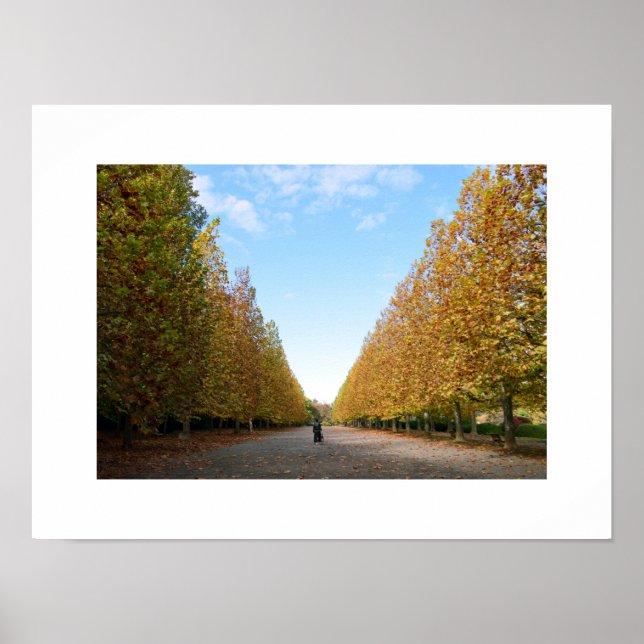 Avenue of Flugzeug Trees in Herbstposter Poster (Vorne)