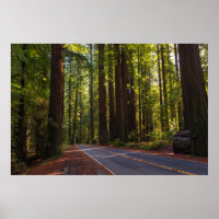 Avenue of Giant Redwood California