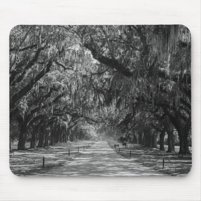 Avenue of Oaks Graustufen Mousepad (Vorne)