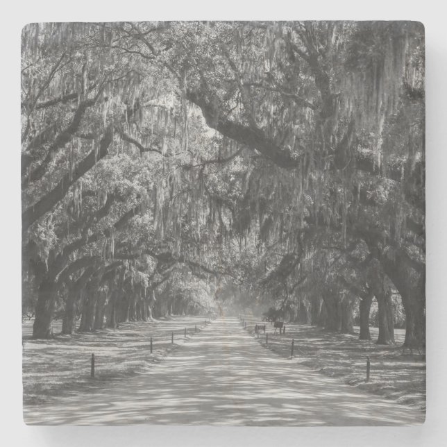 Avenue of Oaks Graustufen Steinuntersetzer (Vorderseite)