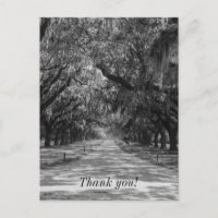 Avenue of Oaks Graustufen Vielen Dank Postcard