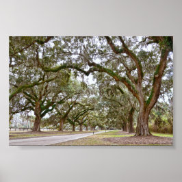 Avenue of Oaks on South Carolina Plantation Poster