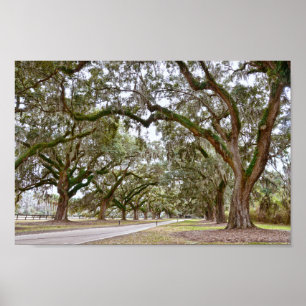Avenue of Oaks on South Carolina Plantation Poster