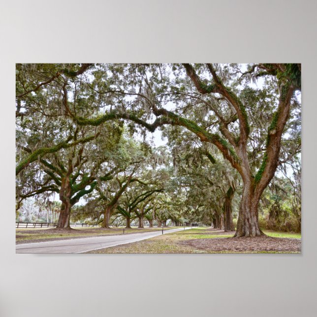 Avenue of Oaks on South Carolina Plantation Poster (Vorne)