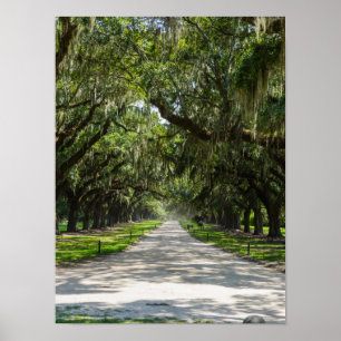 Avenue of Oaks Poster