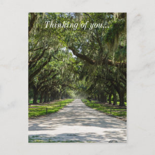 Avenue of Oaks Postkarte