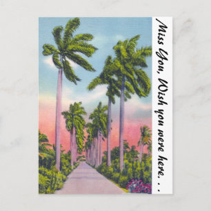 Avenue of State Royal Palms in Florida Postkarte