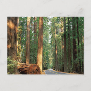 Avenue of The Giants, Humboldt, CA Postkarte