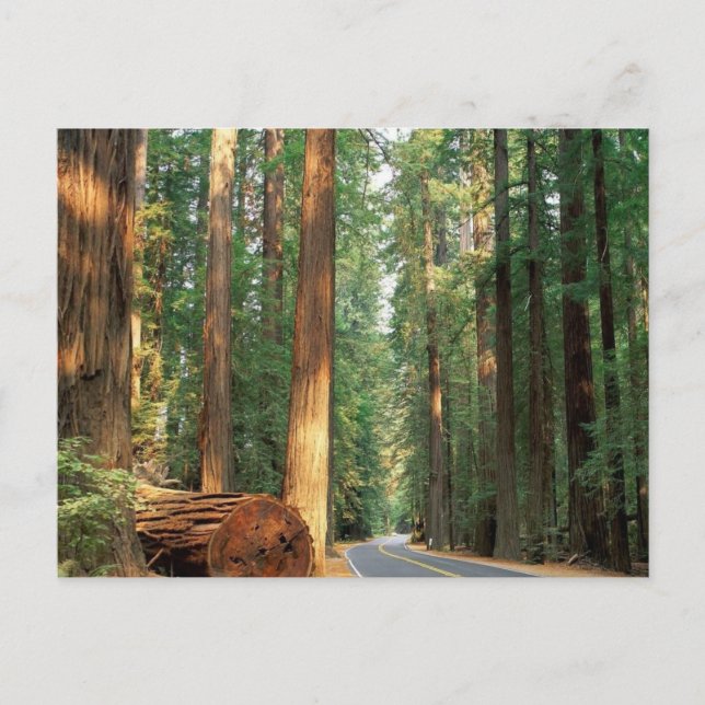 Avenue of The Giants, Humboldt, CA Postkarte (Vorderseite)