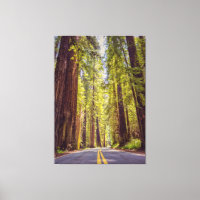 Avenue of the Giants