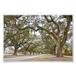 Avenue of the Oaks, South Carolina Fotodruck