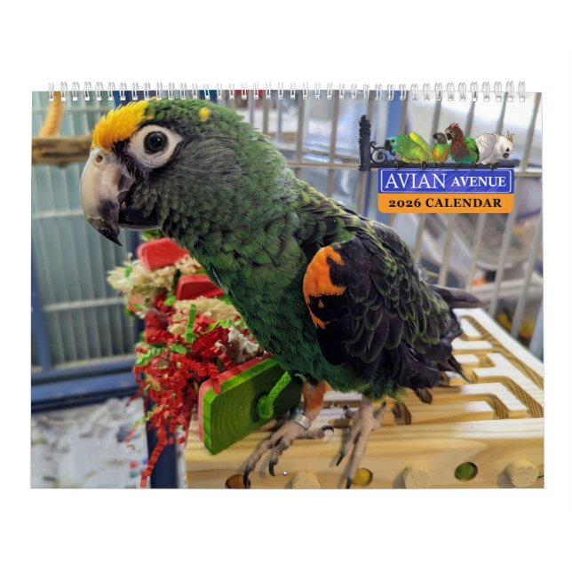 Avian Avenue 2026 Parrot Calendar Kalender (Titelbild)