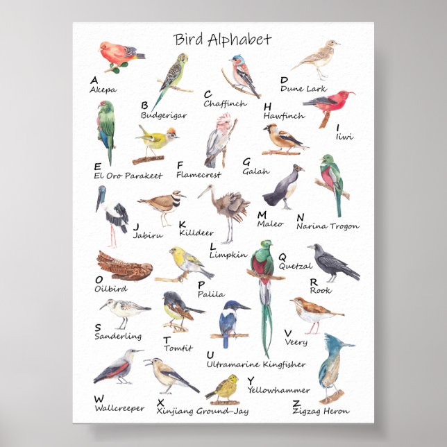 Aviäre Alphabet: A bis Z des Vogelplakats Poster (Vorne)