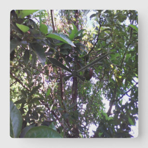 Avocado-Baum Quadratische Wanduhr