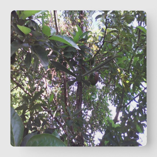 Avocado-Baum Quadratische Wanduhr (Vorderseite)